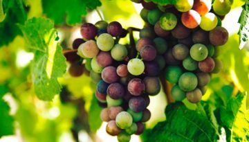 grapes on the vine